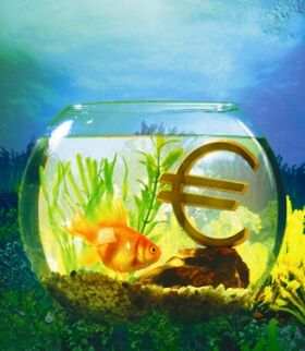 Aquarium with goldfish attracts money