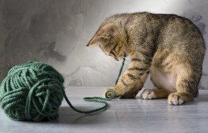 Kitten plays with a ball of yarn