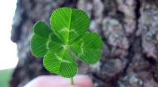 Clover as amulets of good luck and prosperity